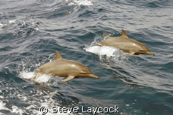 Common dolphins play along side our dive boat by Steve Laycock 